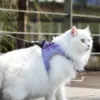 Reflective Cat & Dog Harness Leash Set