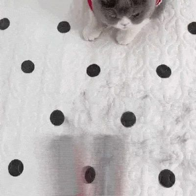 2 Pet Hair Removal Roller