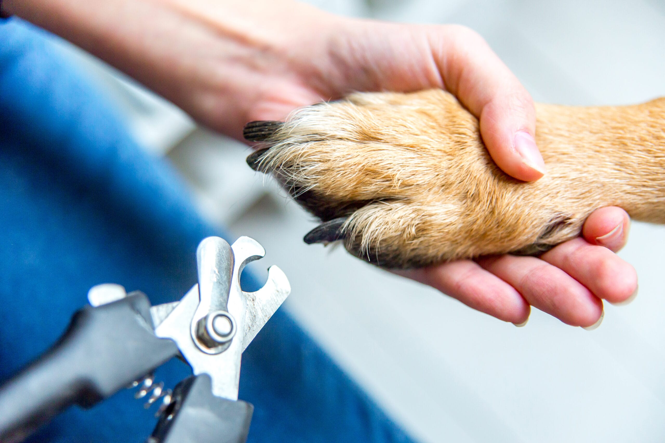 person cutting dog claws at home with a pair of scissors LED Pet Nail Clipper with Two Lighting Modes for Cats & Dogs